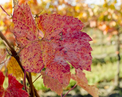 wine fall