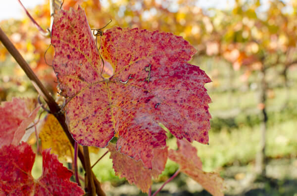 herbstliches rötliches Weinblatt